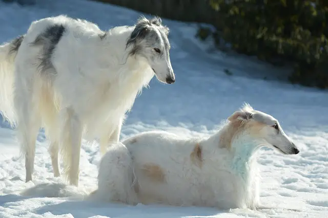 Borzoi dog sitting