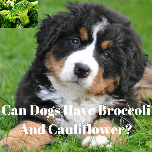 Can Dogs Have Broccoli And Cauliflower?