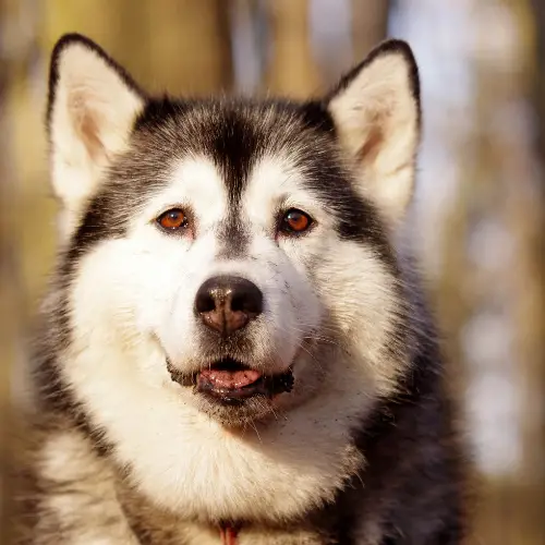 How Often Should You Let Dogs Have Broccoli and Cauliflower?