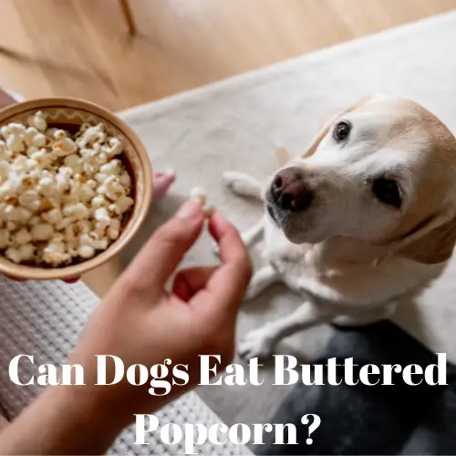 Can Dogs Eat Buttered Popcorn?