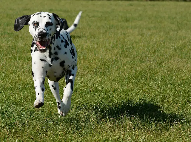 Dalmatian dog running 