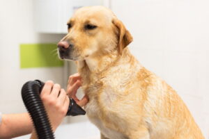 Pet groomer drying Labrador dog fur with a professional hair dryer
