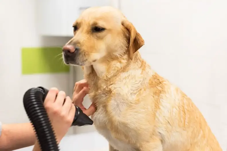 are blow dryers bad for dogs