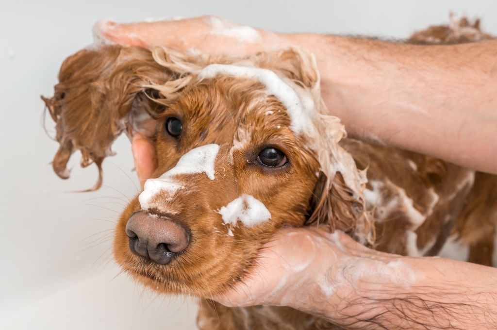 Dog being soaped 
