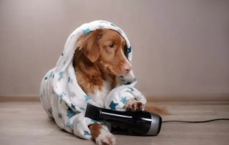Dog with a hairdryer under his paws
