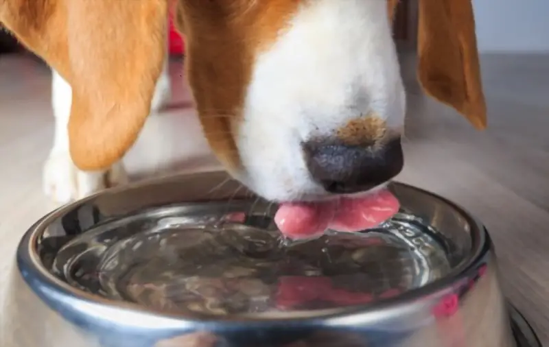Dog drinking water from bowl 