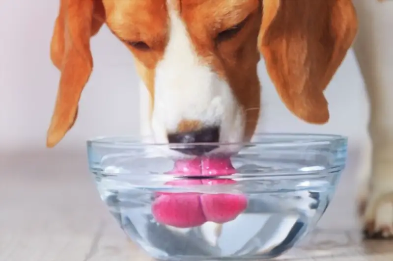 Dog drinking from bowl
