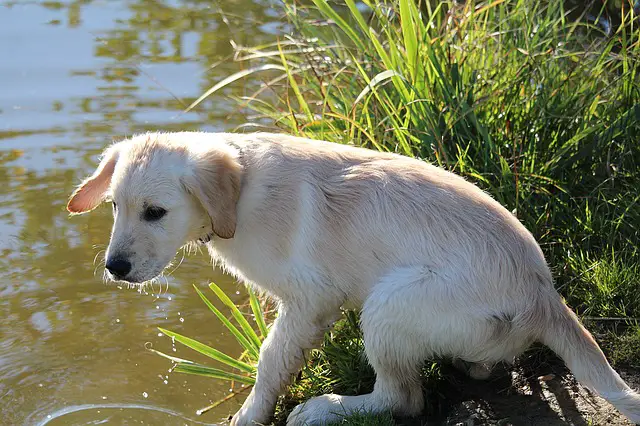 Dog drinking