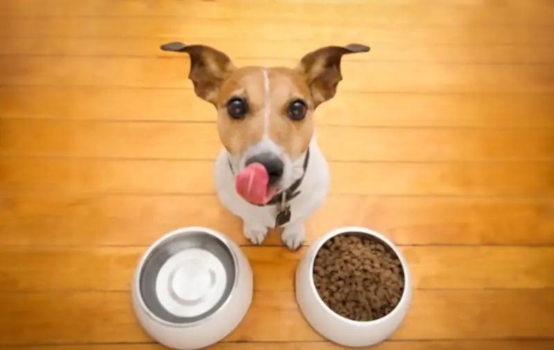 Dog smiling near a bowl of water and a bowl of food