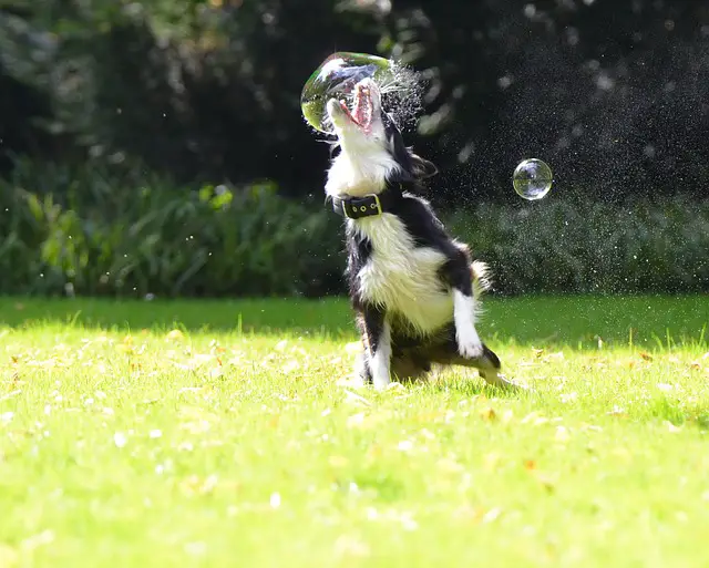 Dog eating soap bubble