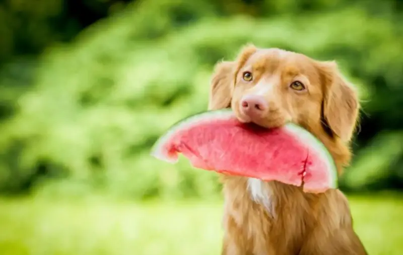 Dog eating watermelon rind