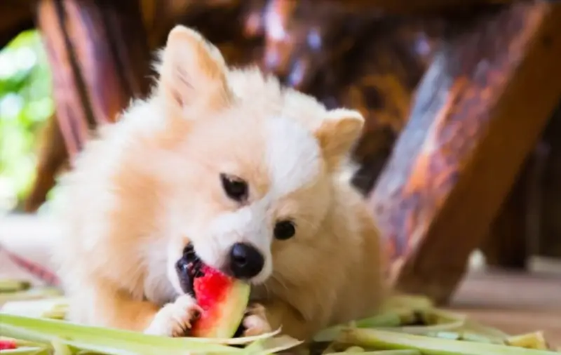 Dog eating watermelon rind