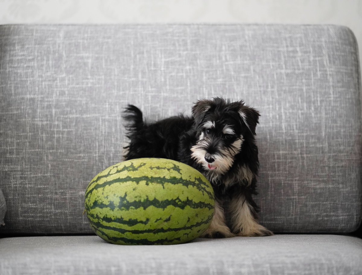 32 Can Dogs Eat The Watermelon Rind