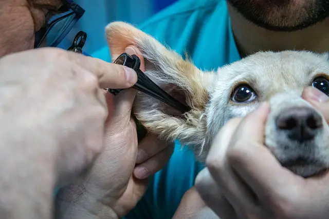 Dog being checked 