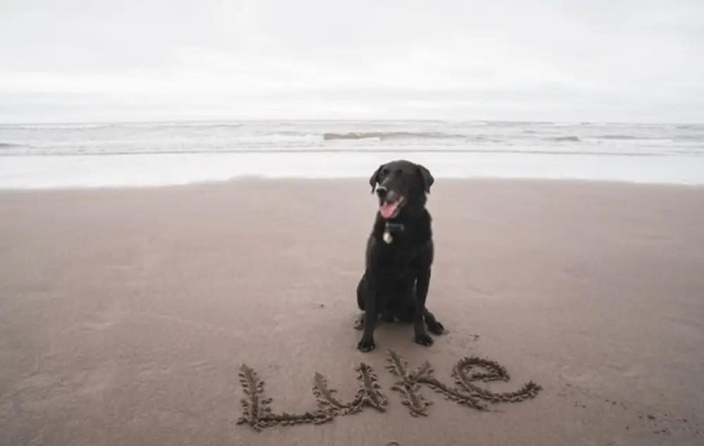 Dog on the beach with his name written in sand