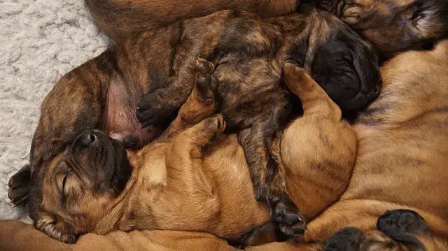 how many litters should a dog have in a lifetime