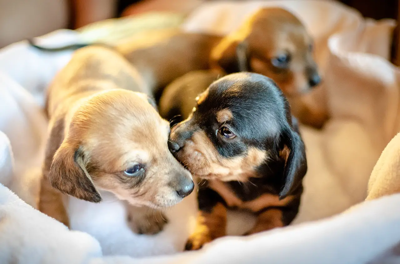 How Many Litters Can A Dog Have? - NationwideDog