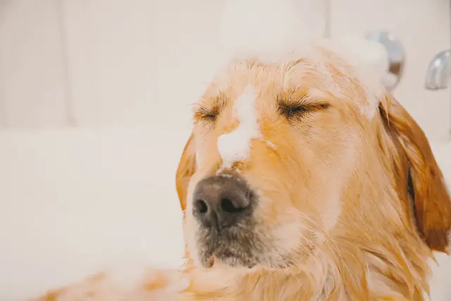 Dog relaxing in the tub