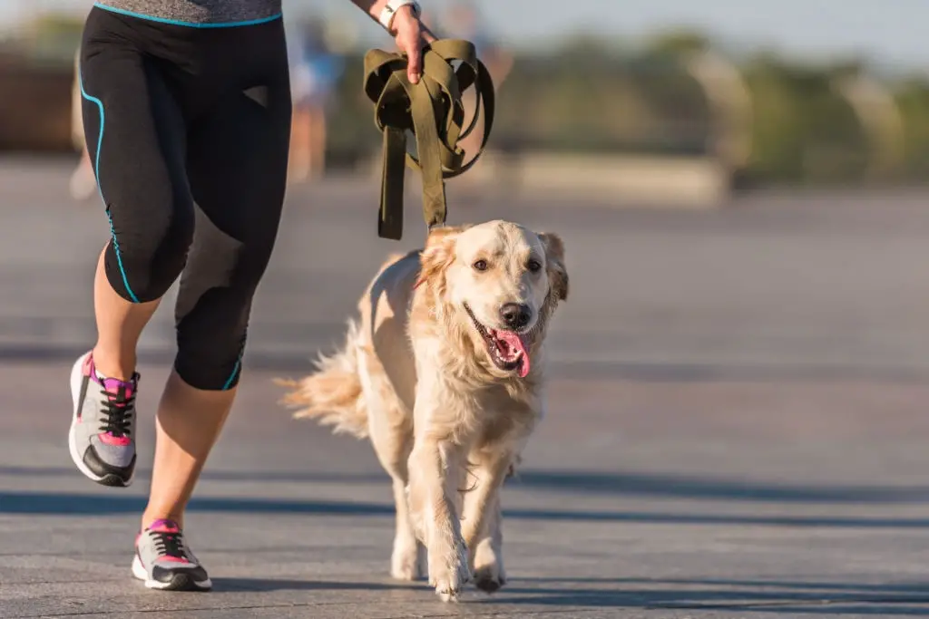 Dog running with a person