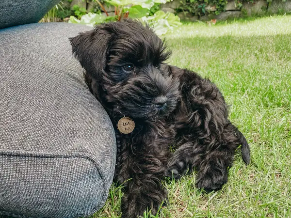 Dog supported by a pillow