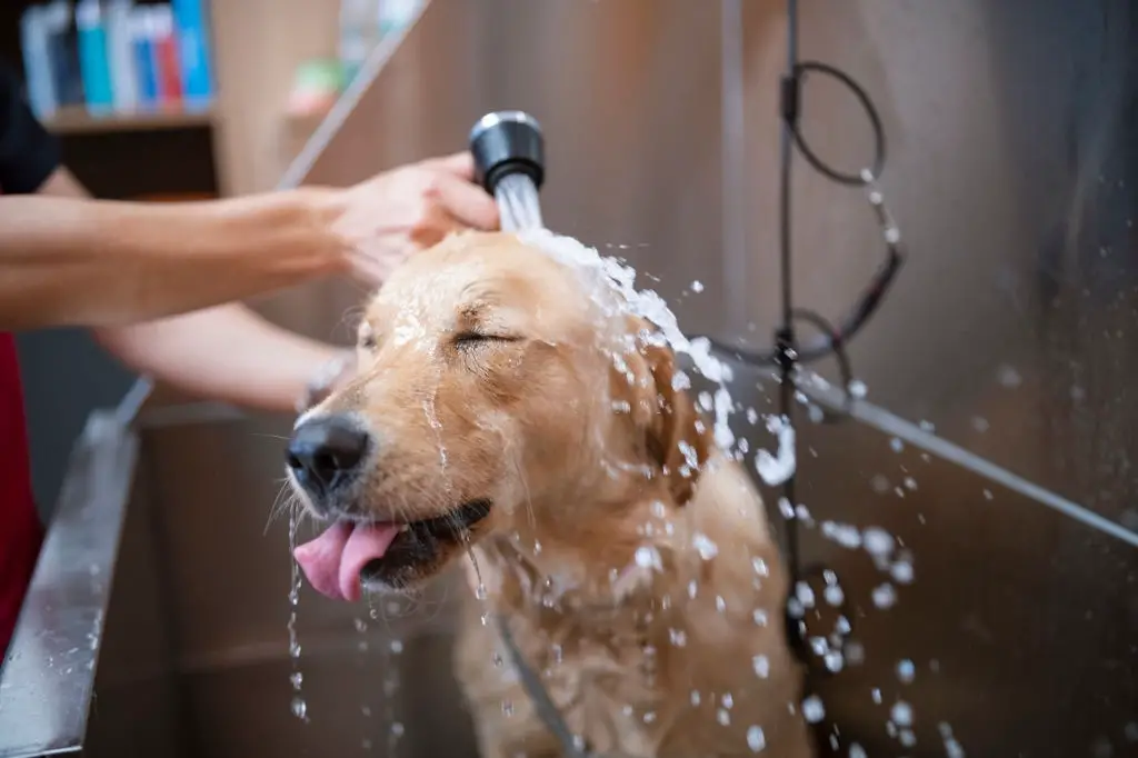 Dog taking a bath