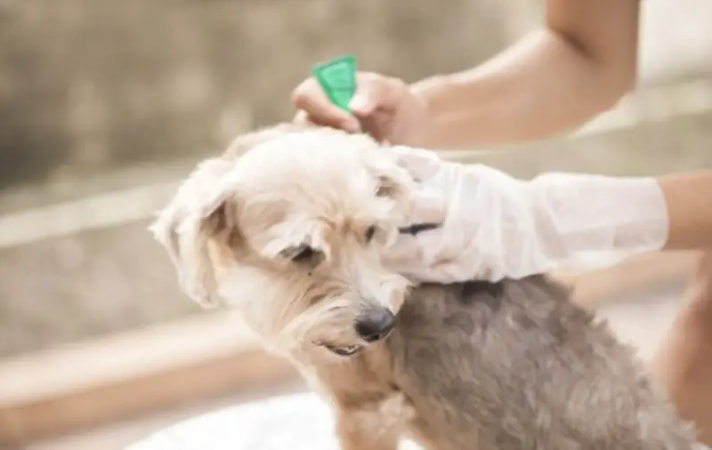 Dog taking flea treatment