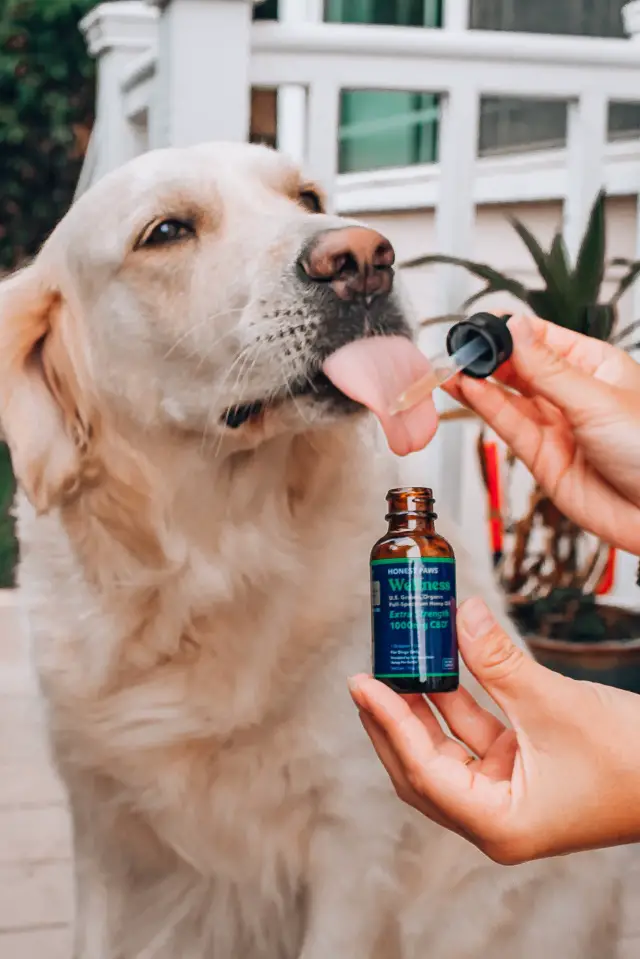 Dog taking medicine 