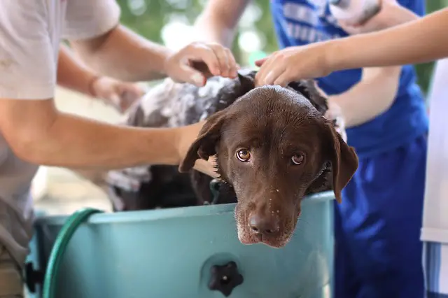 Dog being wash