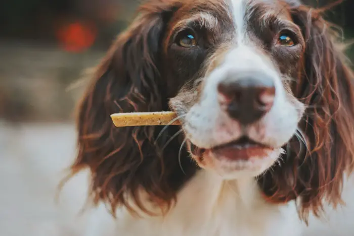 Dog with a treat in his mouth