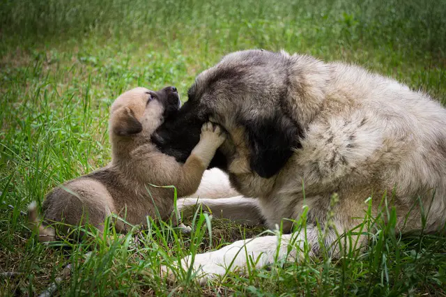 Puppie hugging his mom 