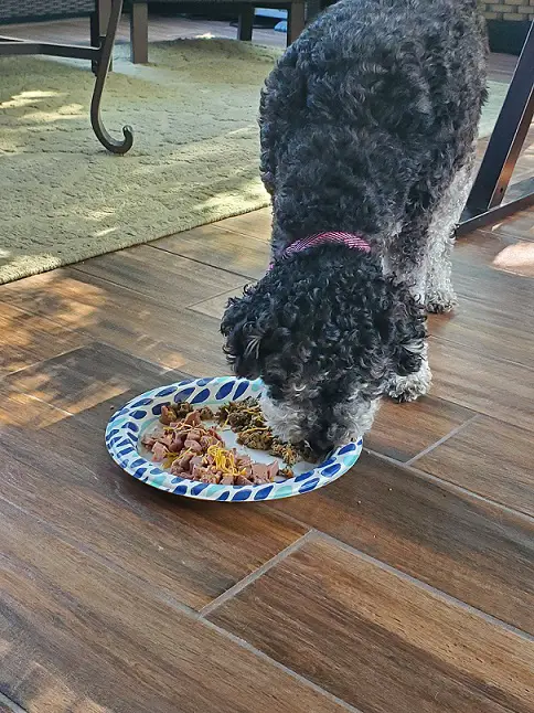 Roxy is eating Farmer's Dog Food