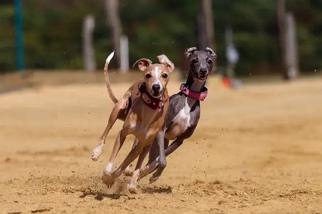 Greyhound dog racing 