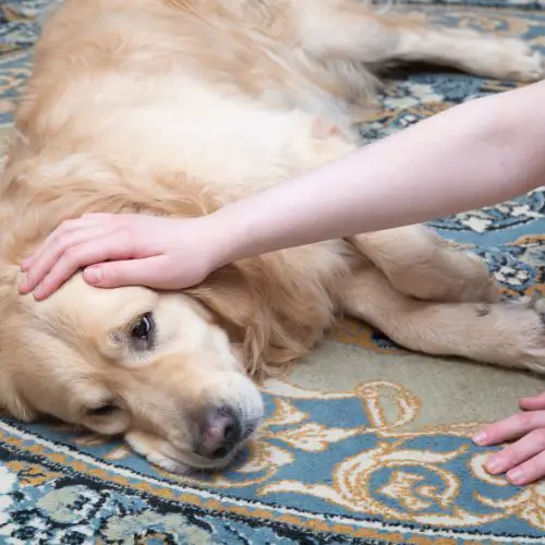 What Are The Side Effects Of Letting Your Dog Eat French Fries Without Your Supervision?