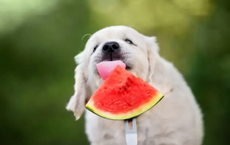 Pyppy eating watermelon rind