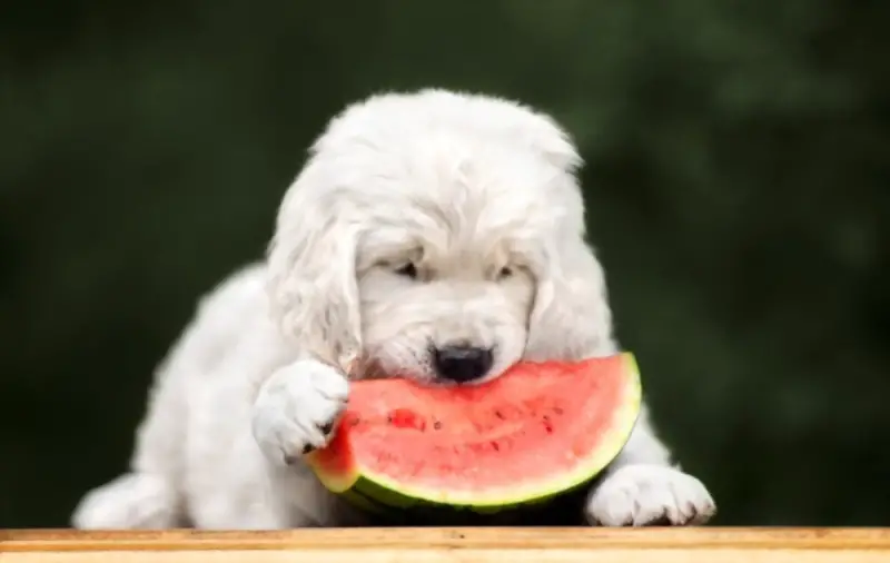 Puppy eating watermelon