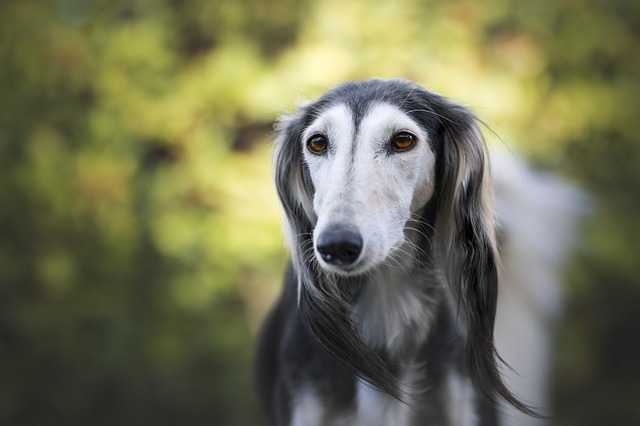 Saluki dog