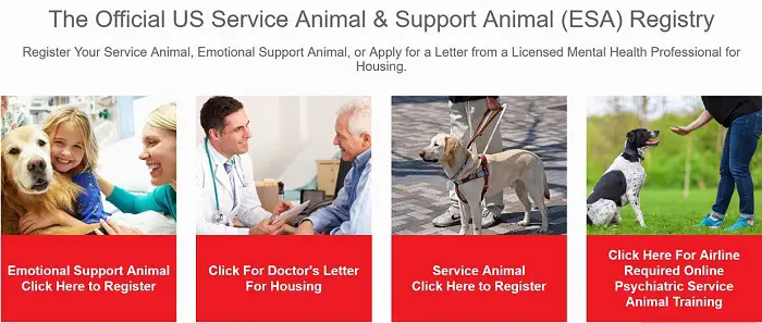 US Service Animals Review and Analysis