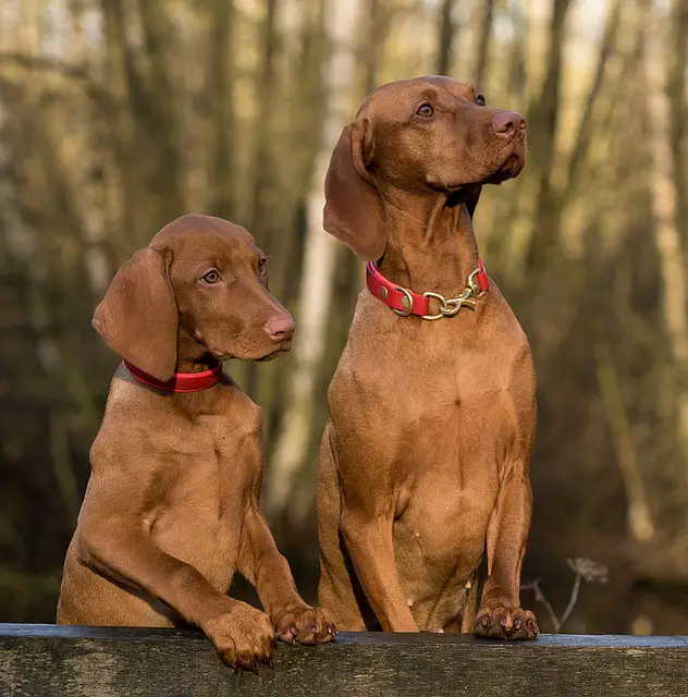 Viszla dog posing 