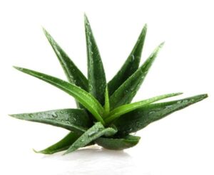 The Aloe Vera extract ingredient does an amazing job at moisturizing the dry skin of dogs