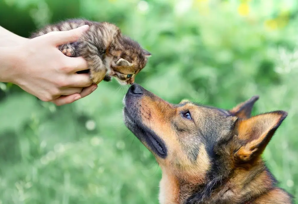 Small baby cat and large dog sniffing each other for the first time