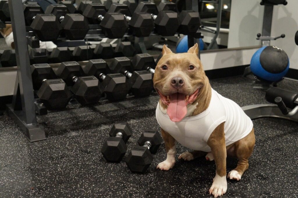 Dog Exercises To Build Muscle Mass And Make Your Pup More Beefy