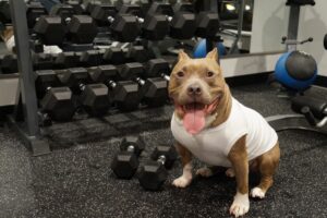 Smiling beefy good boy at the gym ready to do some exercises to build some more muscle