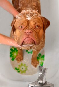 Funny looking big brown dog washed in a bathtub
