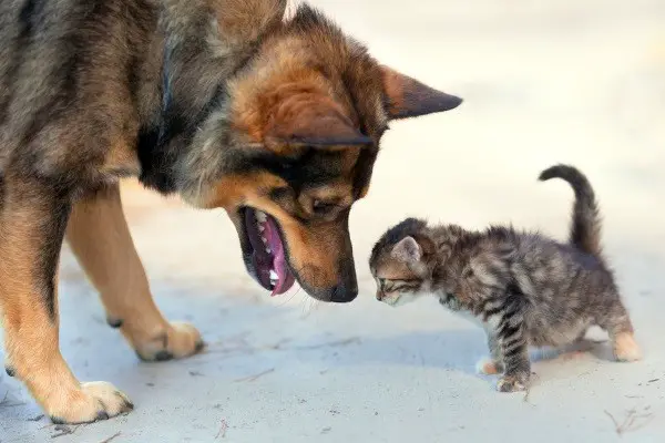 Marginally bigger dog sniffing a small scared but curious little kitten