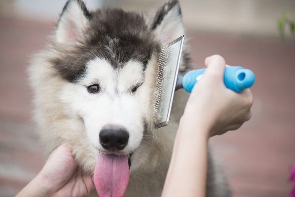 Furminator Deshedding Shampoo Review - Ready for brushing cure puppy after a nice bath