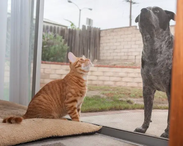 It's best to keep your cat and dog separated by something for a few days