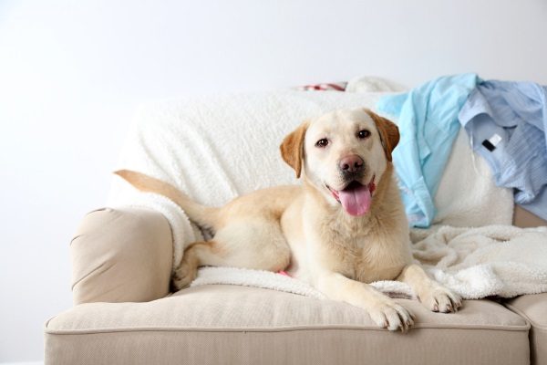 A clean dog inside a home sitting comfortably on a couch