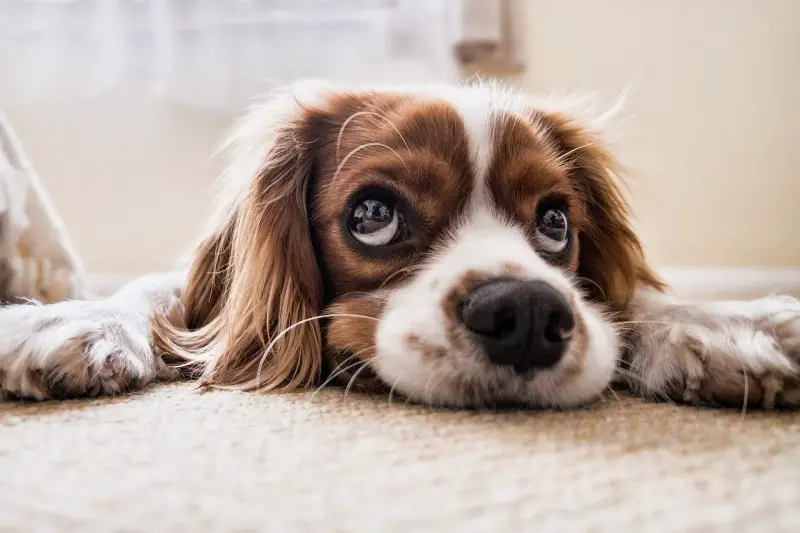 Clean dog lying down