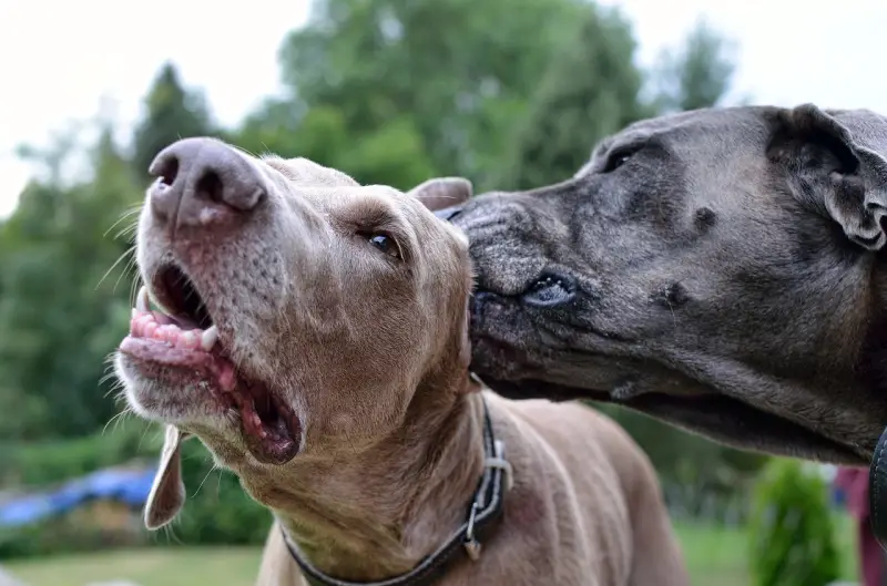 Clean dogs licking eatchother