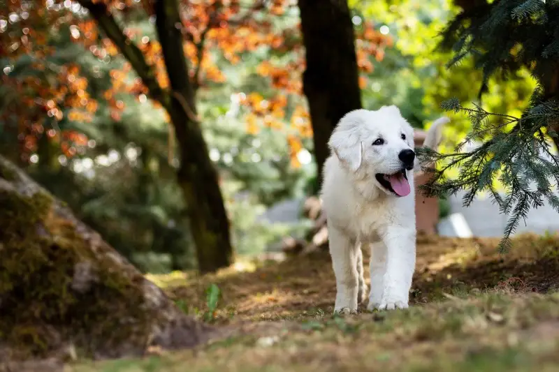 Clean puppy in a forest